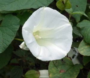 Bind weed