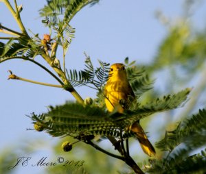 Golden Warbler