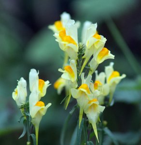 White and Yellow flower