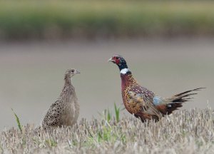 Common Pheasant couple