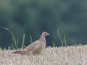 Common Pheasant female