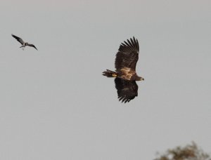 Sea Eagle harassed by Lapwing
