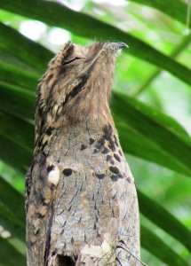 Common Potoo (Nyctibius griseus)