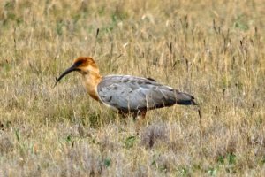 BLACK-FACED IBIS (Theristicus melanopis)