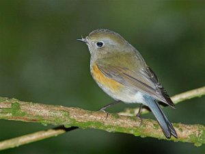 Red-flanked Bluetail