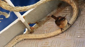 Marsh Wren ahoy