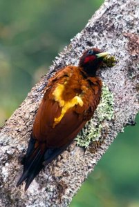 Scaly-breasted Woodpecker (Celeus grammicus)