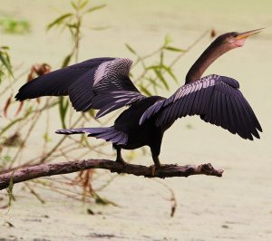 Anhinga