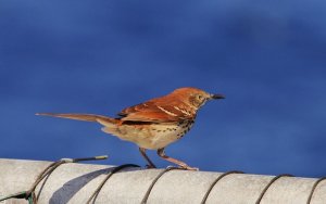 Brown Thrasher