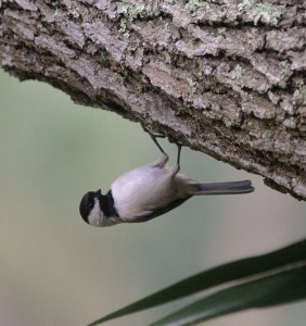 Carolina Chickadee