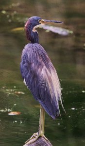 Tricolored Heron