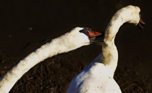 When Swans attack