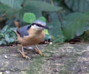 Nuthatch