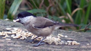 Willow tit