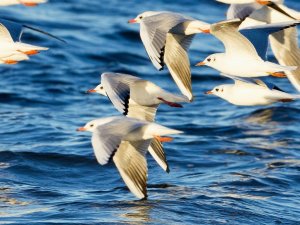 Black-headed Gulls