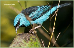 Blue Dacnis Male