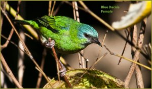 Blue Dacnis Female