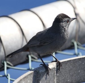 Gray Catbird