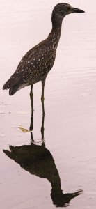 Yellow-crowned Night Heron