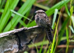 Ladder-tailed Nightjar (Hydropsalis climacocerca)