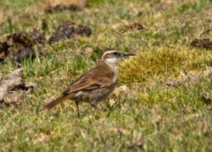 Stout-billed Cinclodes (Cinclodes excelsior)