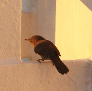 House Wren