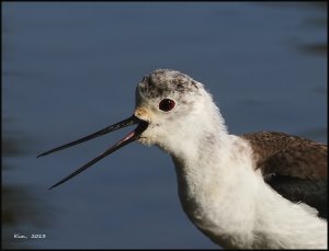 Black-winged Stilt