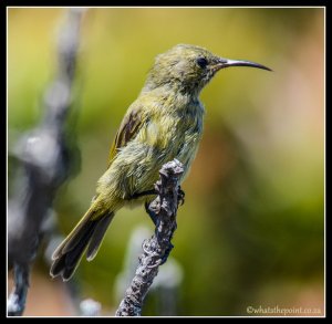 Female Sunbird ?