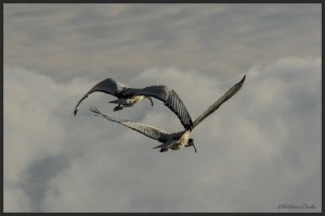 African Sacred Ibis