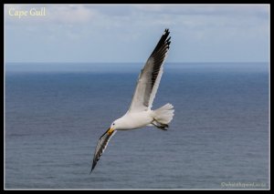 Cape Gull