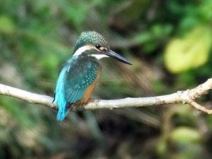 Common Kingfisher