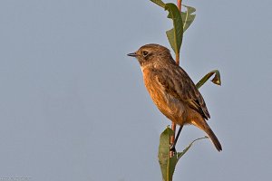 Stonechat