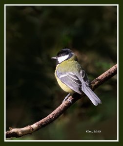 Great Tit