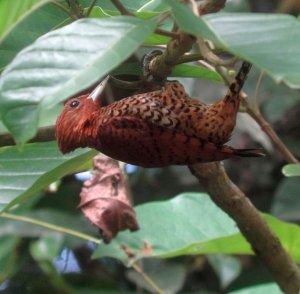 Cinnamon Woodpecker from Costa Rica
