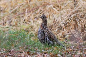 Ruffed Grouse