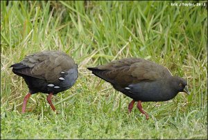 Black-tailed Native-hens