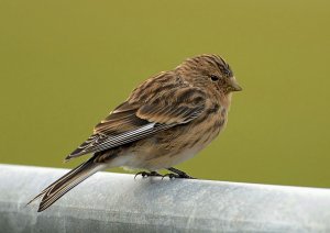 twite