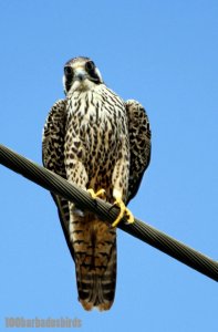 Peregrine Falcon Falco peregrinus