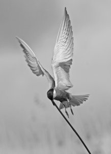 Whiskered Tern gathering nesting materials