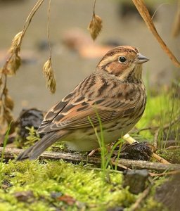 little bunting