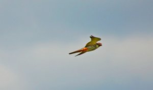 Hobby Dungeness