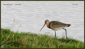 Blackwit