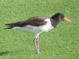 Oystercatcher