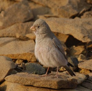 Trumpeter Finch