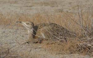 MacQueen's Bustard