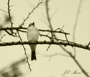 Grey Kingbird