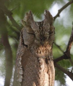 Pallid Scops-owl