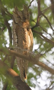 Pallid Scops Owl