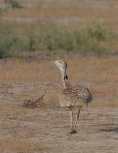 MacQueens Bustard