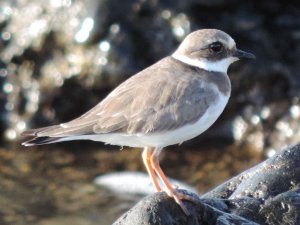 Ringed Plover